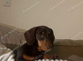 Miniature smooth hair daschund