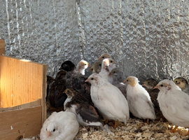 Adult button quails