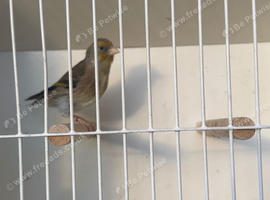 2 male Goldfinch-Canary Hybrid