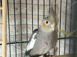 Male semi tame cockatiel