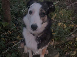 Luna a beautiful female border collie
