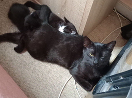 3 kittens