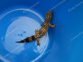 Leopard geko for sale