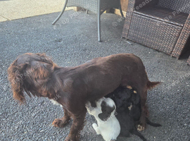 Cocker spaniels