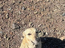 whippet x collie