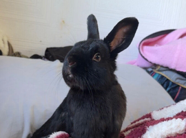 Mini Rex urgently looking for new home