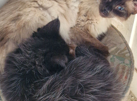 Maine Coon cross Ragdoll