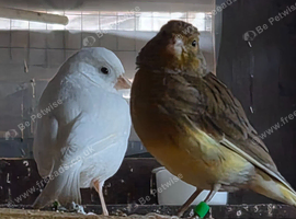 Finch x 14