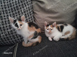 Fluffy calico kittens