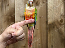 Pineapple Conure