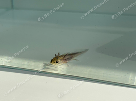 Axolotl