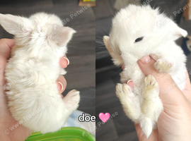 Three healthy beautiful Mini Lops for sale