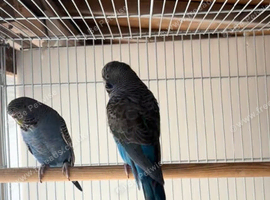Black face hen x black face black wing cock