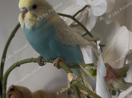 Beautiful rainbow budgie