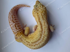 Mack Snow Tremper (M) Leopard Gecko