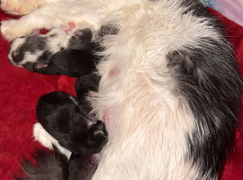 2 Full Mainecoon Kittens Available