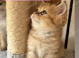 Black golden shaded British shorthair female