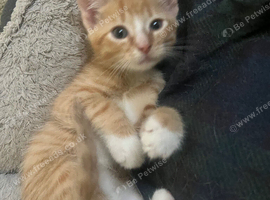 Ginger male tabby kitten