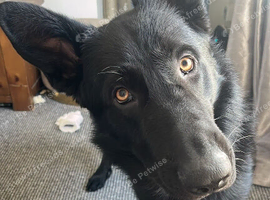 Axel German shepherd