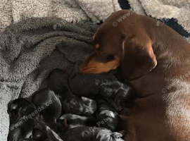 Dachshund Puppies