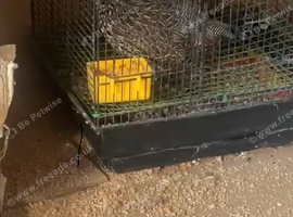 Kamala teeter black Francolin