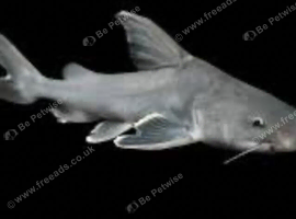 Stormi Catfish 25 inch