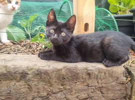 Beautiful black female kitten