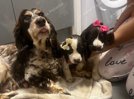 Show cocker spaniel pups