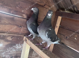Romanian Standard Homer Pigeons
