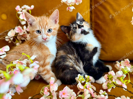 Kittens for sale