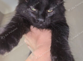 Beautiful Black Beautys maincoon X
