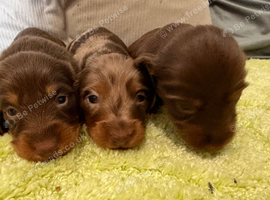 Long haired miniature dachshunds