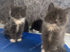 Ragdoll cross Russian blue
