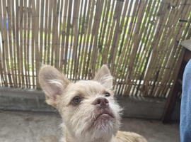 Puppy for sale