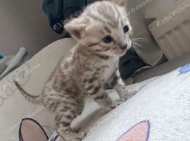 5 beautiful full breed bengals