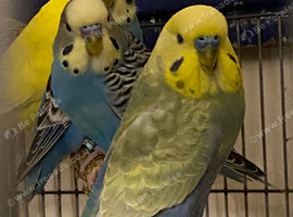4 budgies for sale