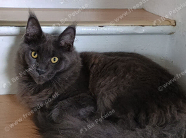 Maine Coon kittens