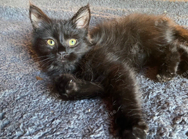 Longhaired black female kitten