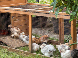 Pekin Bantam chicks