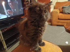 Baby girl maincoon 9 weeks old