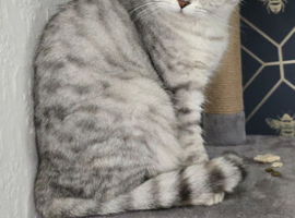 Beautiful scottish fold female