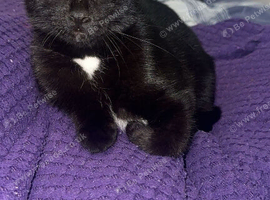 Beautiful girl kitten