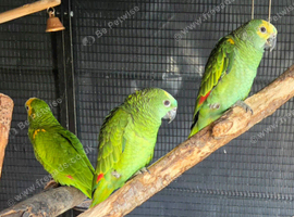 Beautiful 12 week old baby Blue-Fronted Amazon parrots