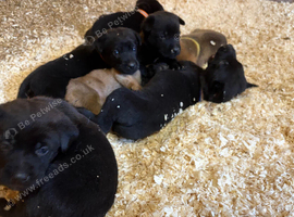 7 beautiful Cane Corsos X German Shepherd