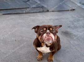 English bull dog for sale
