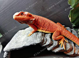 Orange Beardy & Vivarium / Bearded dragon & Tank