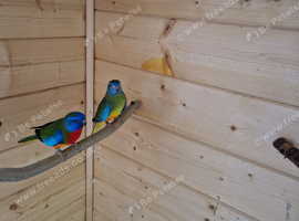 Pairs neophema splendida for sale
