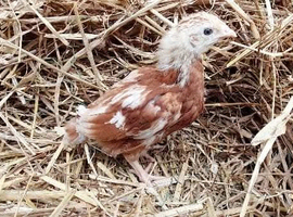 Chickens / chicks / hens for sale