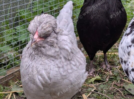 Lavender & Black Araucana Bantams, Blue eggs layers
