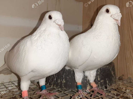 PURE WHITE LOGAN RACING PIGEONS HOLLAND IMPORT